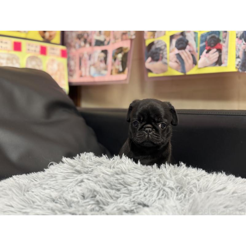 成約済の岐阜県のパグ-415444の3枚目