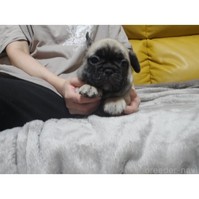 販売中の大阪府のフレンチブルドッグ-418720の3枚目