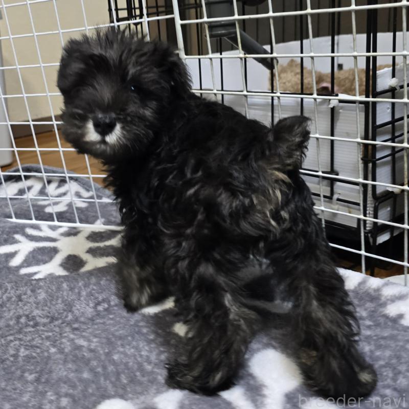 販売中の岡山県のミニチュアシュナウザー-412000の2枚目