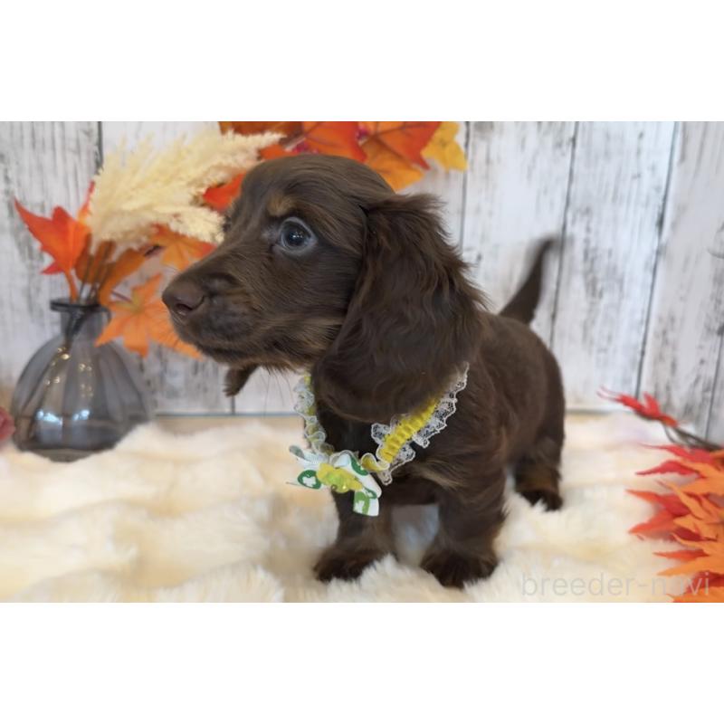 販売中の埼玉県のミニチュアダックスフンド(ロングヘアード)-417665の11枚目