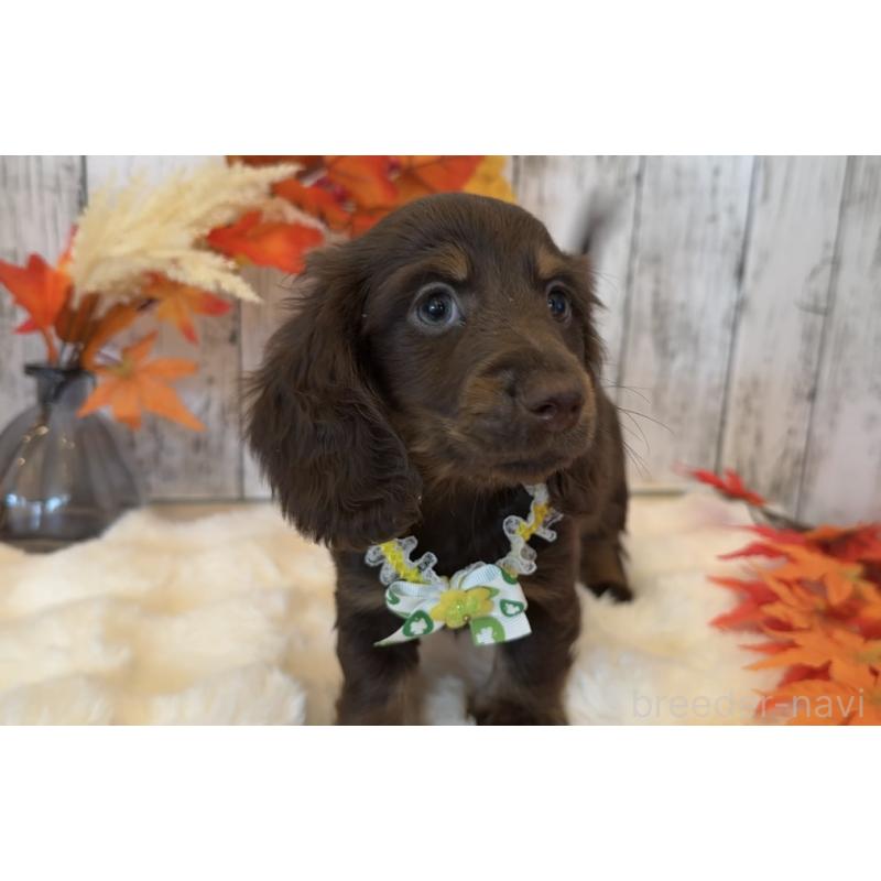 販売中の埼玉県のミニチュアダックスフンド(ロングヘアード)-417665の10枚目