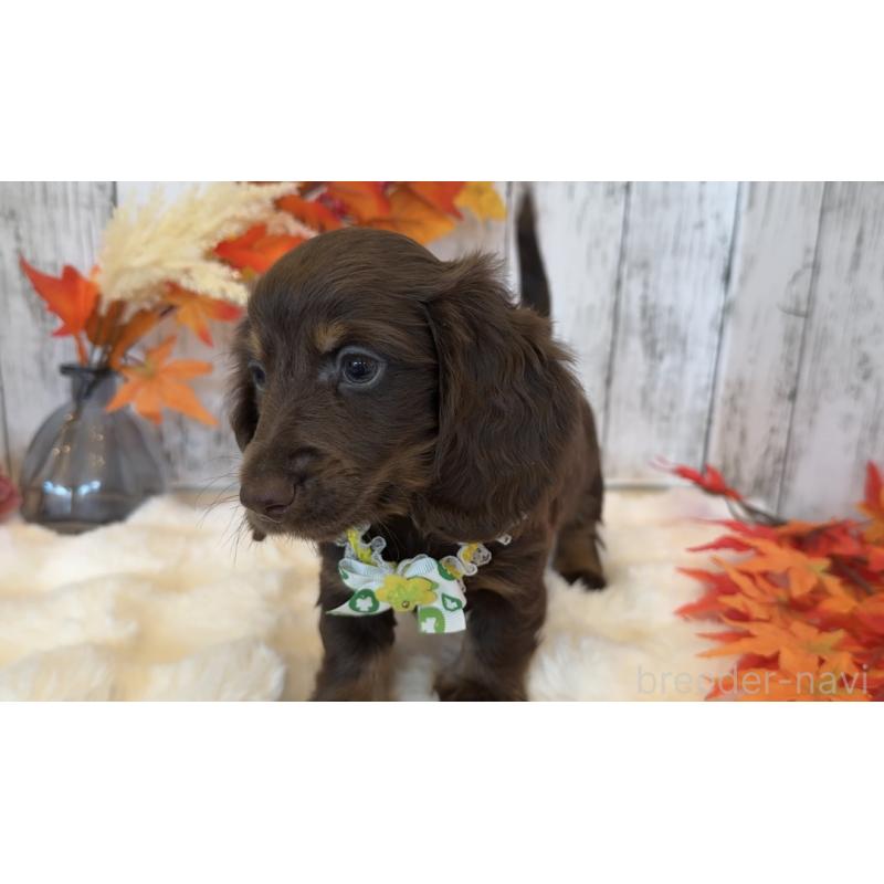 販売中の埼玉県のミニチュアダックスフンド(ロングヘアード)-417665の9枚目