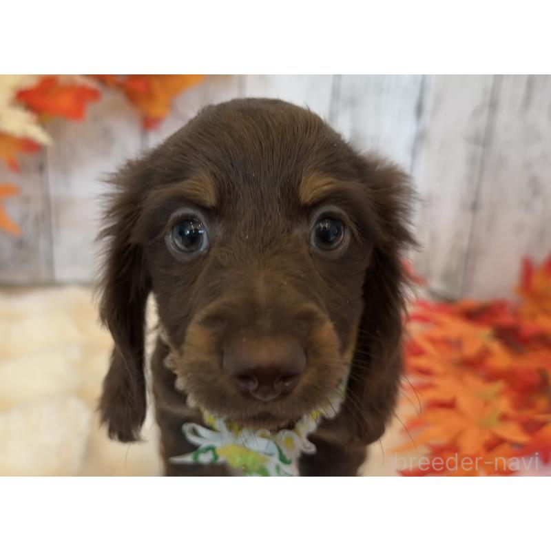 販売中の埼玉県のミニチュアダックスフンド(ロングヘアード)-417665の8枚目