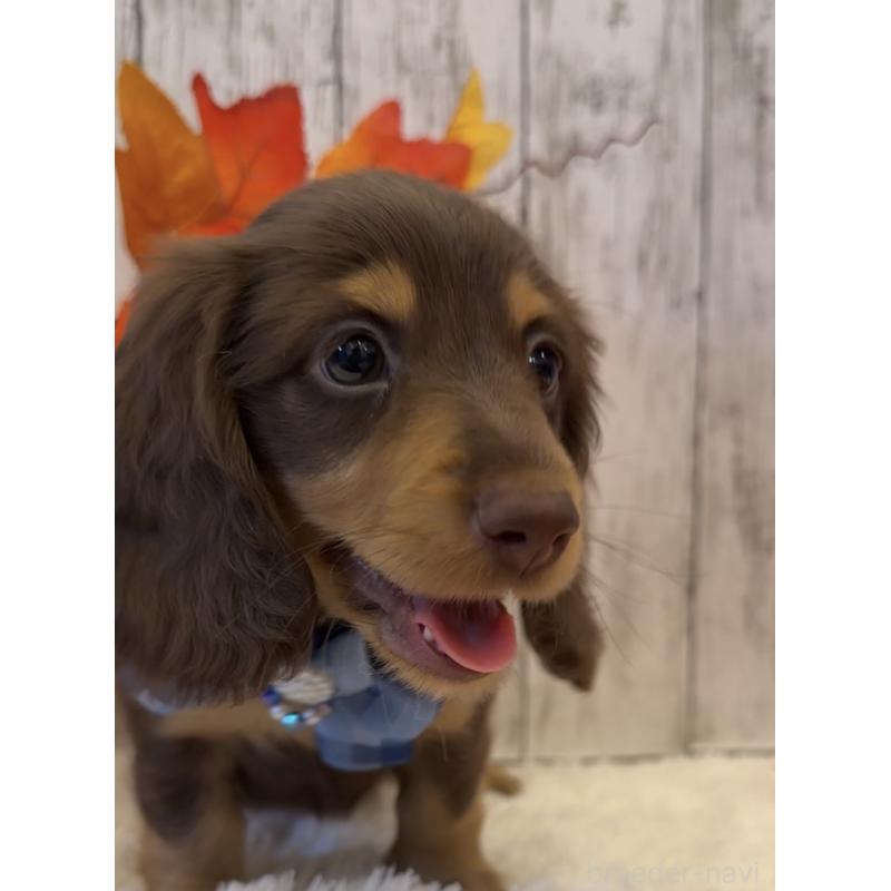 販売中の埼玉県のミニチュアダックスフンド(ロングヘアード)-417667の12枚目