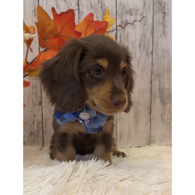 販売中の埼玉県のミニチュアダックスフンド(ロングヘアード)-417667の11枚目