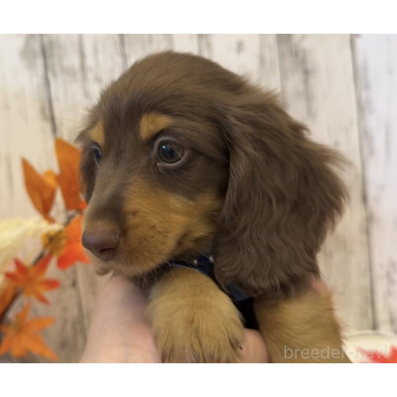 販売中の埼玉県のミニチュアダックスフンド(ロングヘアード)-417667