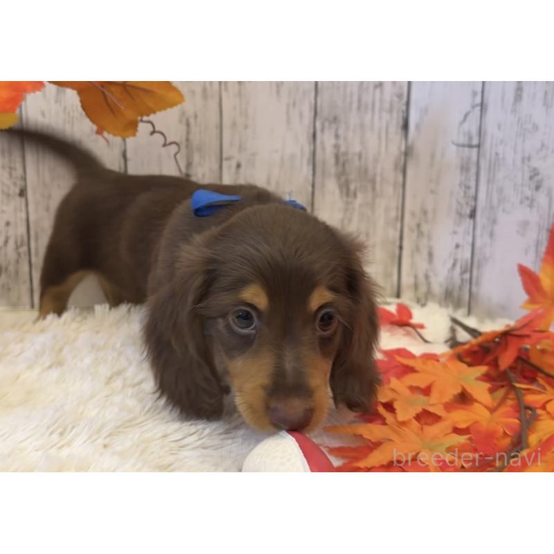 販売中の埼玉県のミニチュアダックスフンド(ロングヘアード)-417667の9枚目