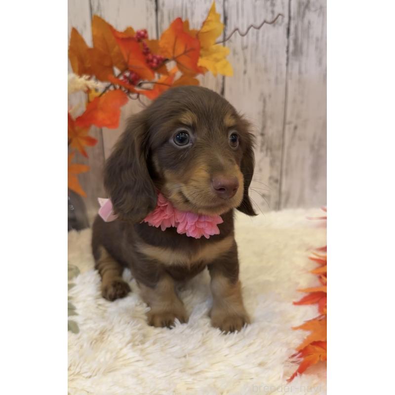 販売中の埼玉県のミニチュアダックスフンド(ロングヘアード)-417663の9枚目