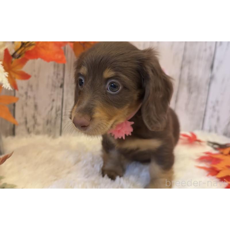 販売中の埼玉県のミニチュアダックスフンド(ロングヘアード)-417663の7枚目