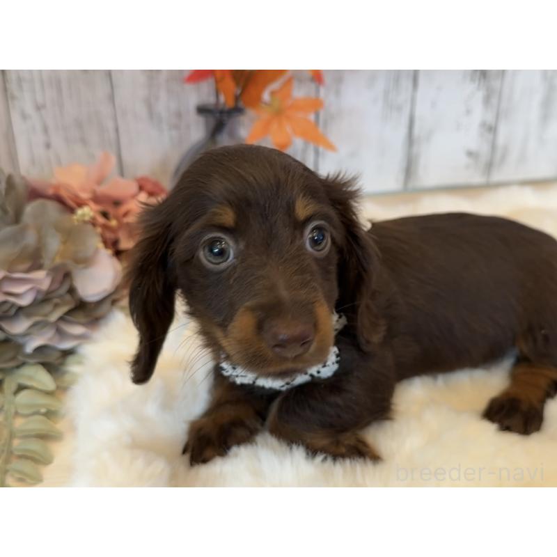 販売中の埼玉県のミニチュアダックスフンド(ロングヘアード)-417661の9枚目