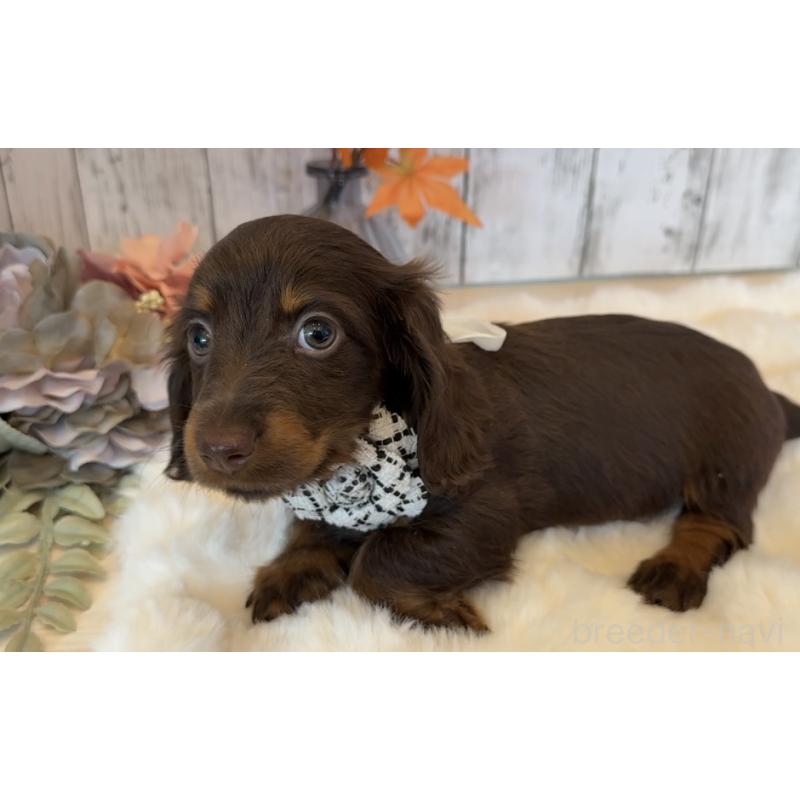 販売中の埼玉県のミニチュアダックスフンド(ロングヘアード)-417661の8枚目