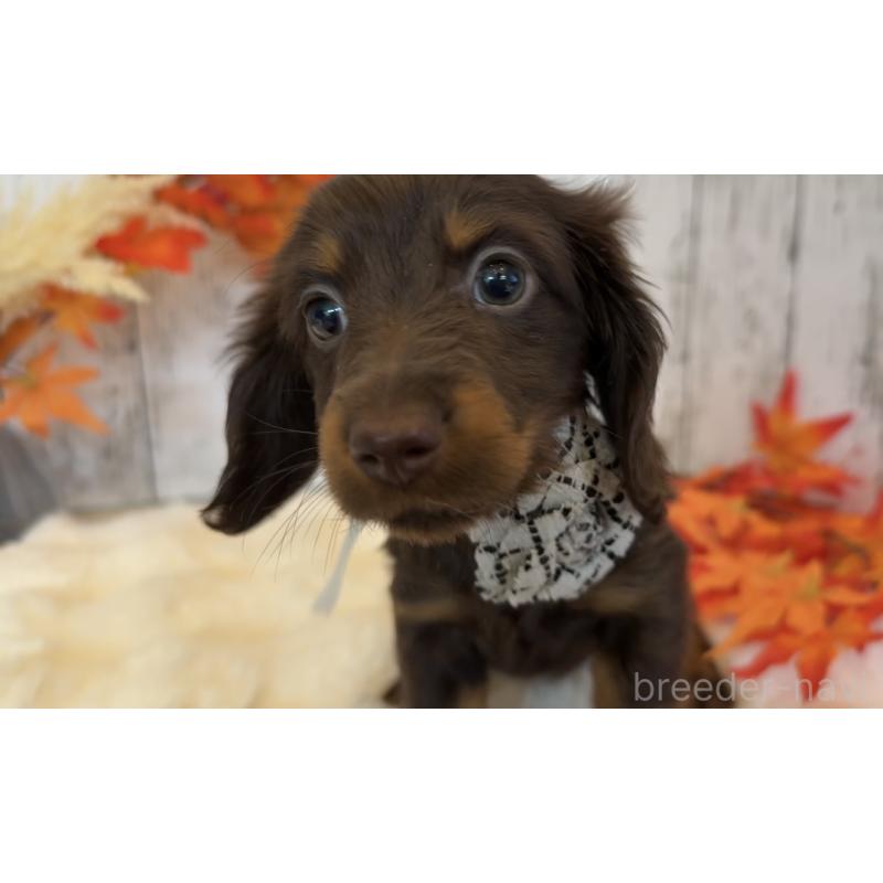 販売中の埼玉県のミニチュアダックスフンド(ロングヘアード)-417661の7枚目