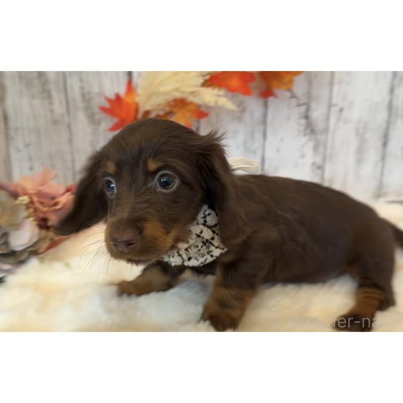 販売中の埼玉県のミニチュアダックスフンド(ロングヘアード)-417661の6枚目