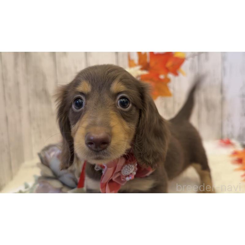 販売中の埼玉県のミニチュアダックスフンド(ロングヘアード)-417664の10枚目