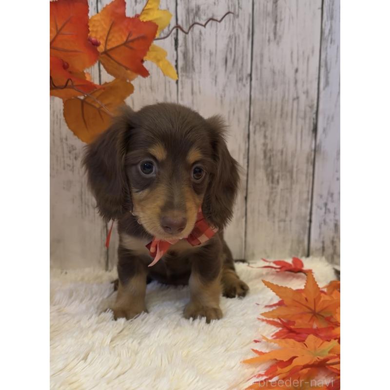 販売中の埼玉県のミニチュアダックスフンド(ロングヘアード)-417664の9枚目