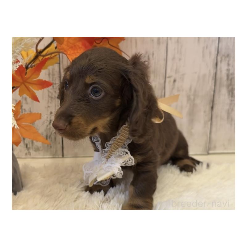 販売中の埼玉県のミニチュアダックスフンド(ロングヘアード)-417662の14枚目