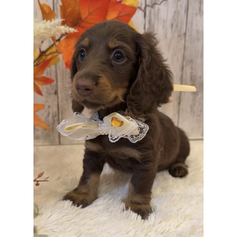 販売中の埼玉県のミニチュアダックスフンド(ロングヘアード)-417662の13枚目