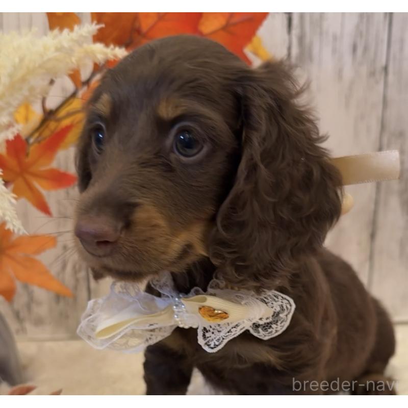 販売中の埼玉県のミニチュアダックスフンド(ロングヘアード)-417662の12枚目