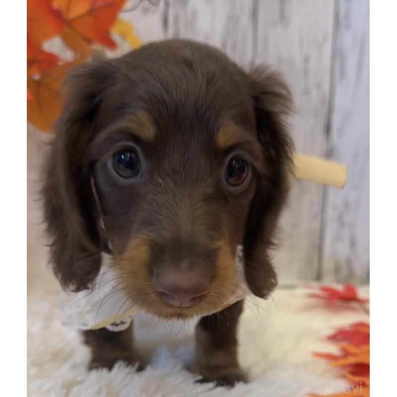 販売中の埼玉県のミニチュアダックスフンド(ロングヘアード)-417662の11枚目