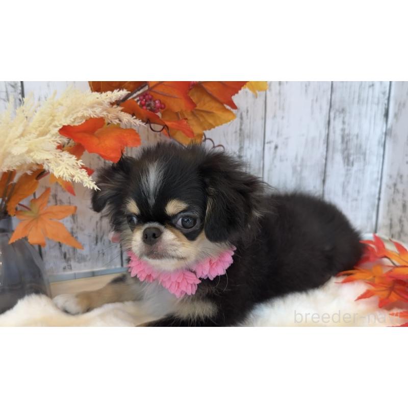 販売中の埼玉県のミックス犬-406508の20枚目