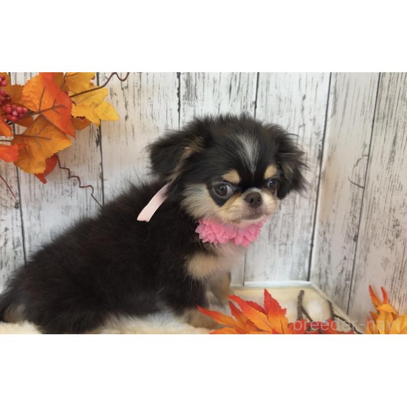 販売中の埼玉県のミックス犬-406508の19枚目