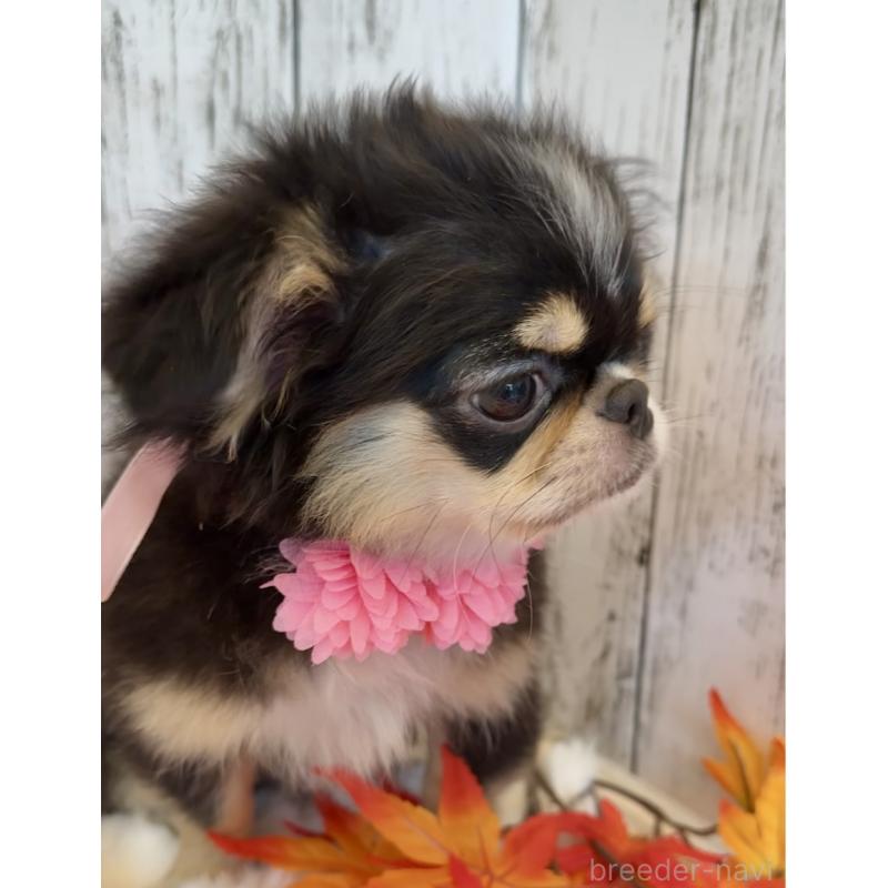 販売中の埼玉県のミックス犬-406508の18枚目