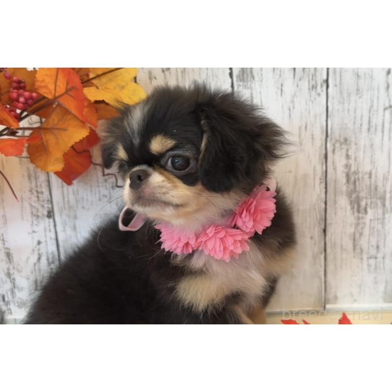 販売中の埼玉県のミックス犬-406508の17枚目