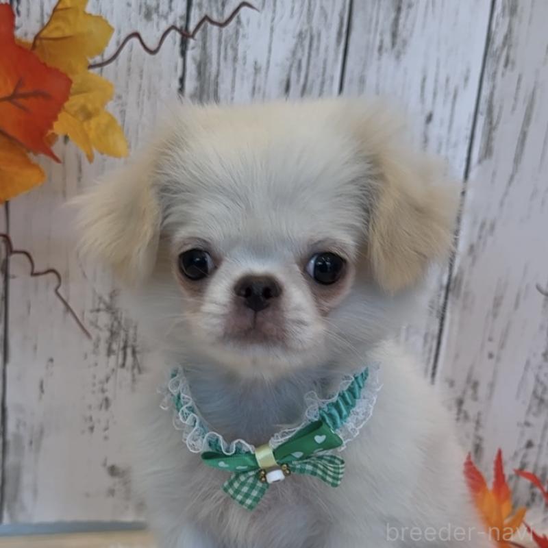 販売中の埼玉県のミックス犬-406503