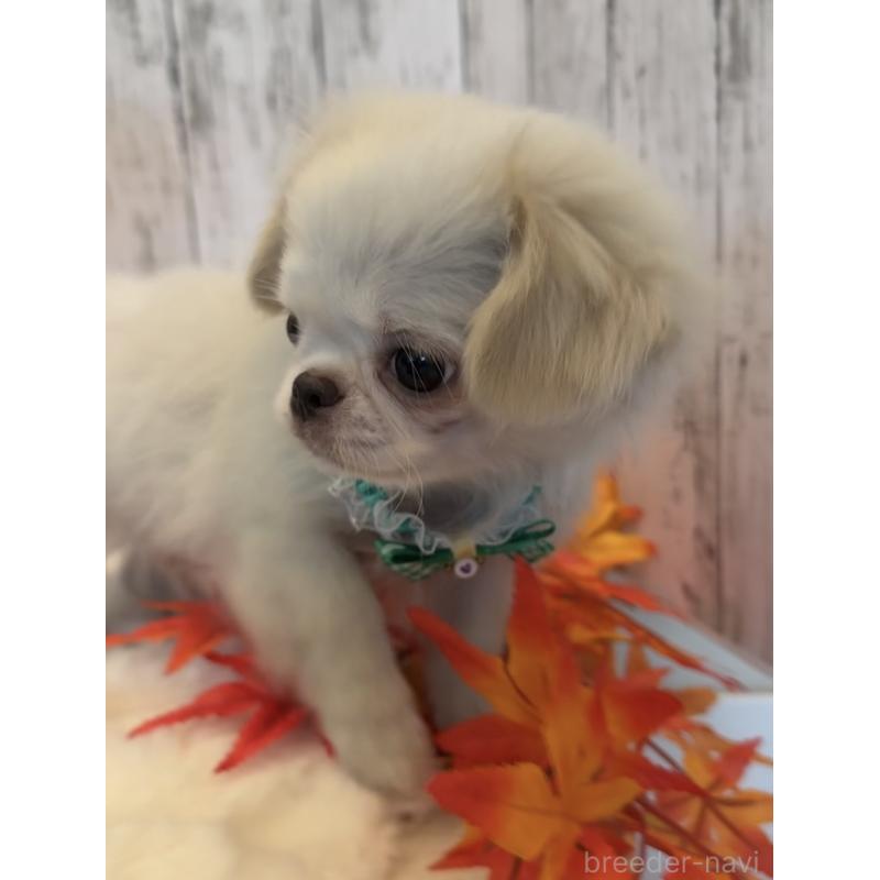 販売中の埼玉県のミックス犬-406503の12枚目