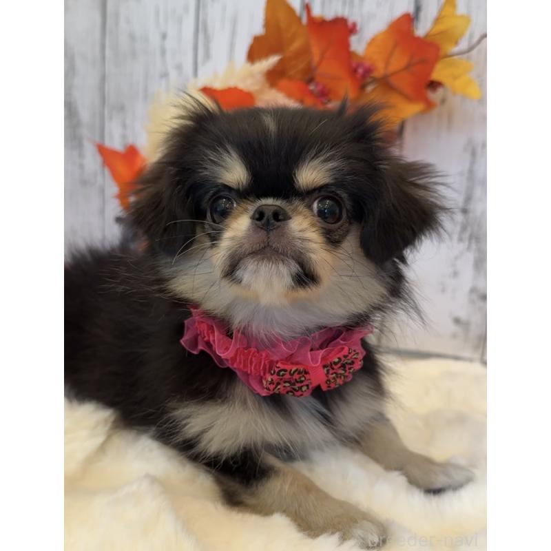 販売中の埼玉県のミックス犬-406509の13枚目