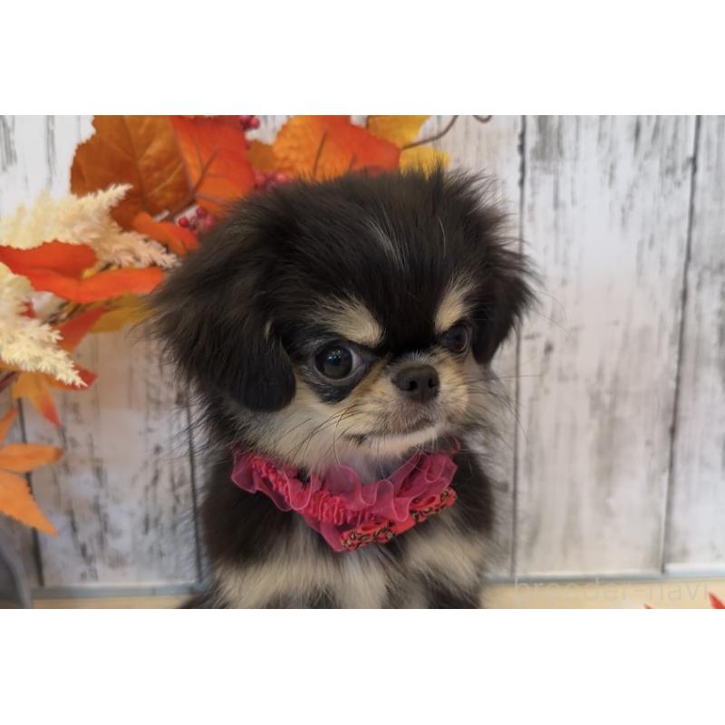 販売中の埼玉県のミックス犬-406509の9枚目