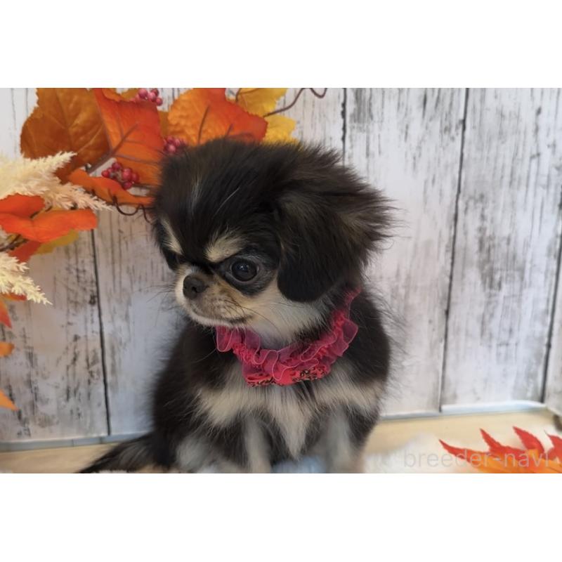 販売中の埼玉県のミックス犬-406509の8枚目