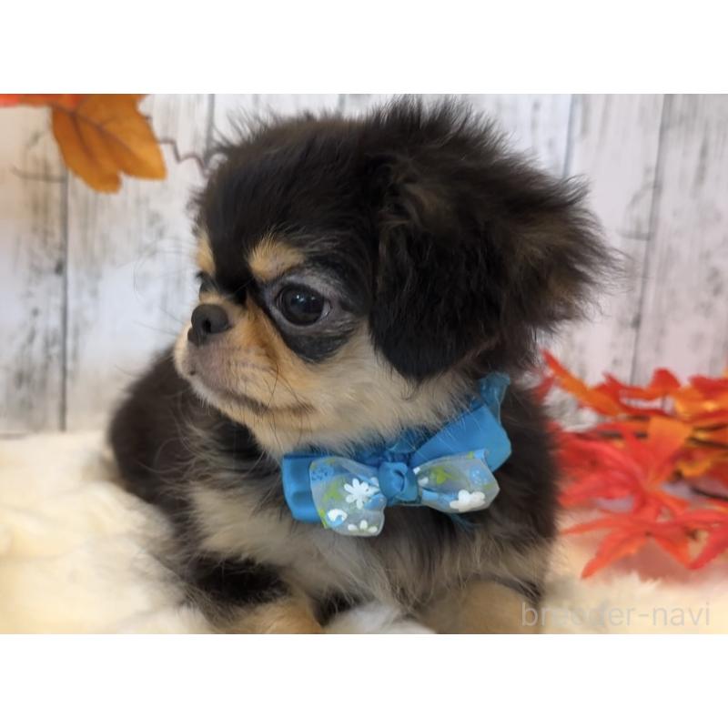 商談中の埼玉県のミックス犬-406504の32枚目