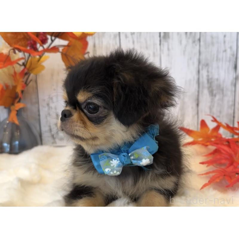 商談中の埼玉県のミックス犬-406504の31枚目