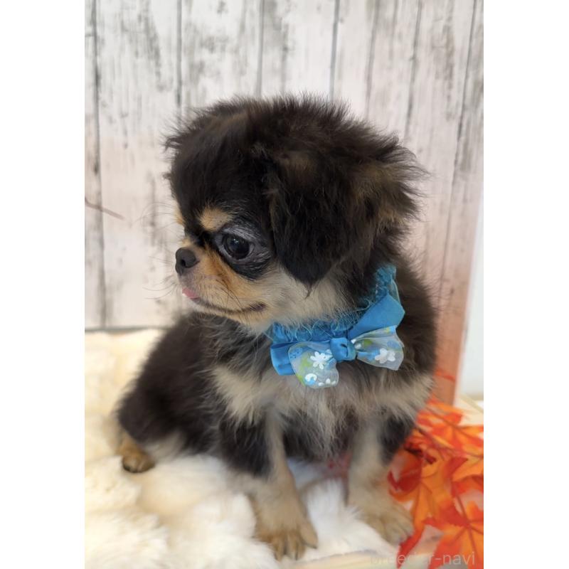 商談中の埼玉県のミックス犬-406504の30枚目