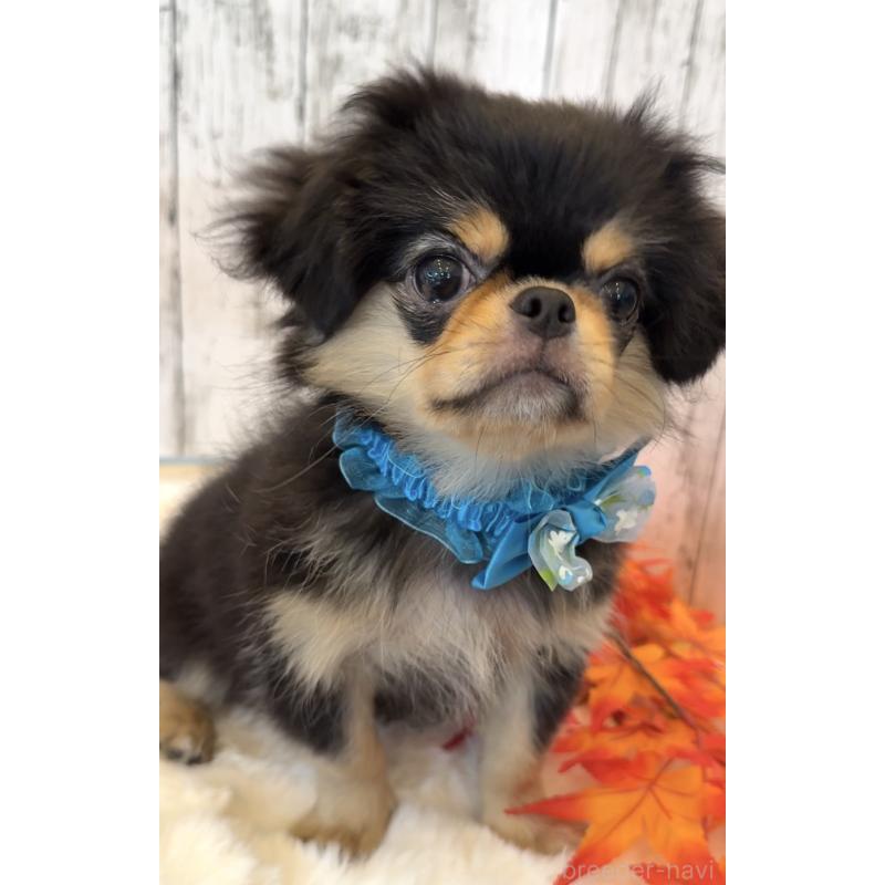 商談中の埼玉県のミックス犬-406504の29枚目