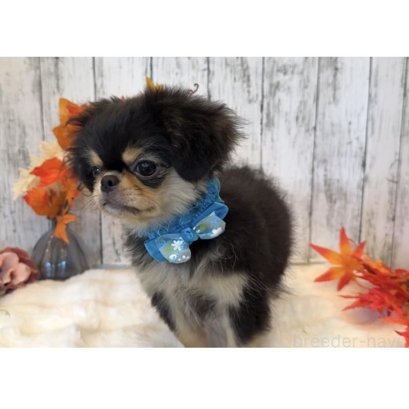 商談中の埼玉県のミックス犬-406504の28枚目