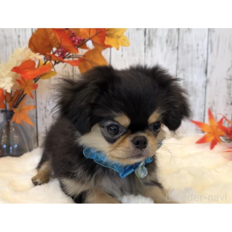 商談中の埼玉県のミックス犬-406504の27枚目