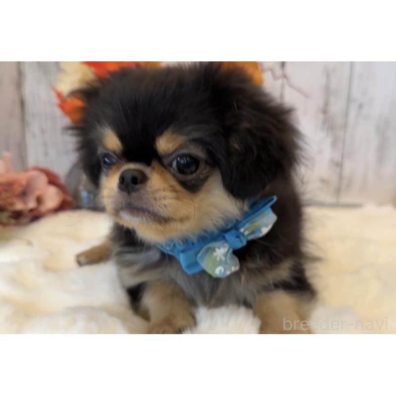 商談中の埼玉県のミックス犬-406504の26枚目