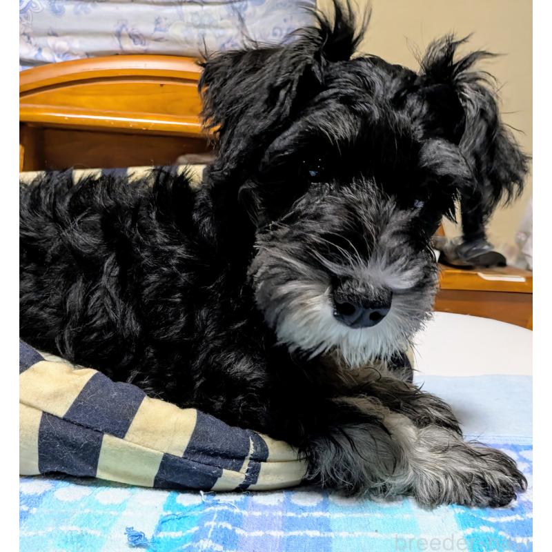 成約済の群馬県のミニチュアシュナウザー-407526の6枚目