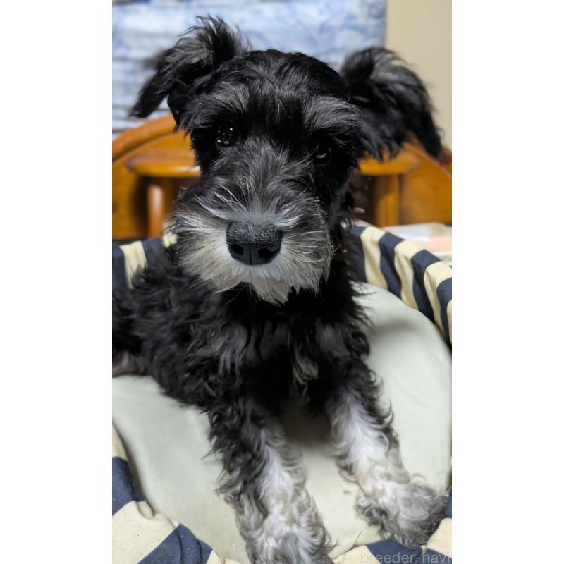 成約済の群馬県のミニチュアシュナウザー-407526の5枚目