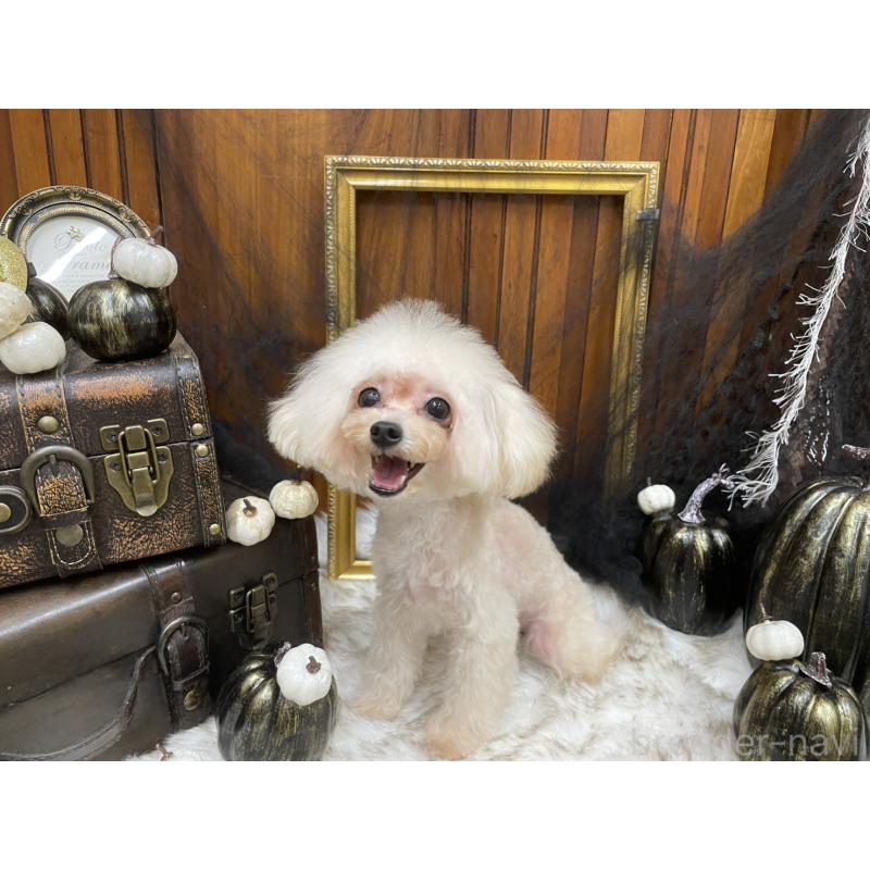 販売中の広島県のティーカッププードル-379592の4枚目