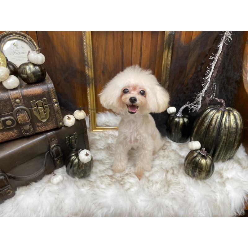 販売中の広島県のティーカッププードル-379592の3枚目