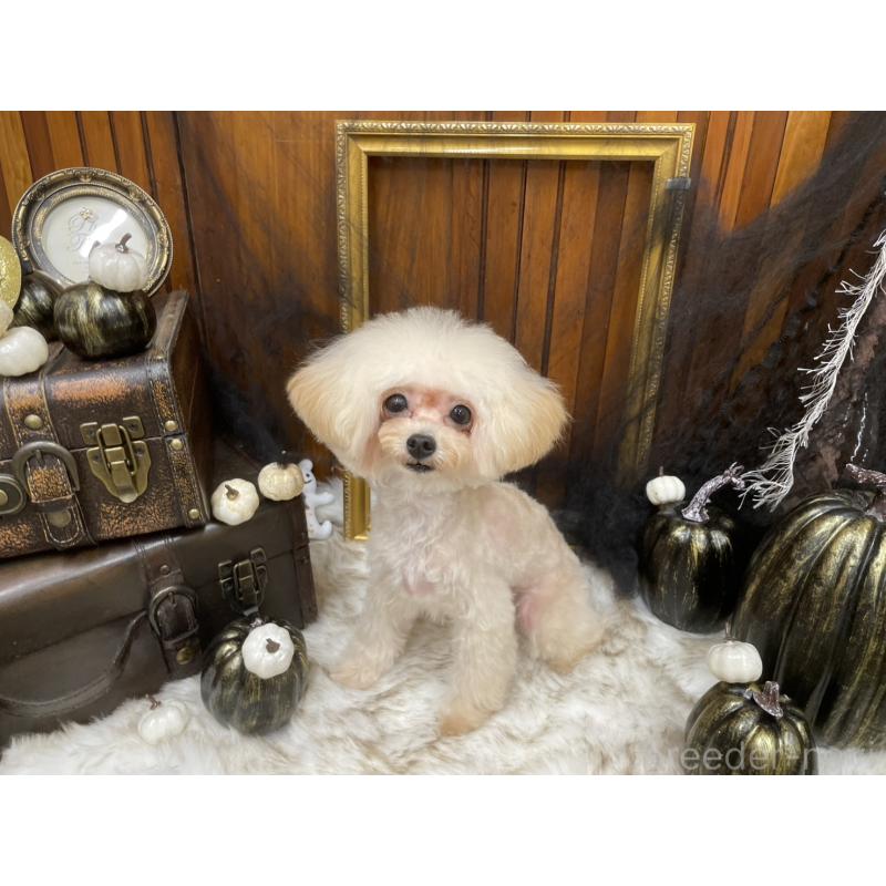 販売中の広島県のティーカッププードル-379592の2枚目