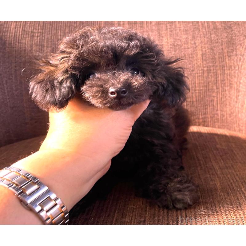 商談中の大阪府のティーカッププードル-414177の1枚目