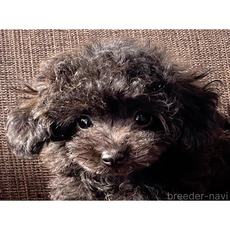 商談中の大阪府のティーカッププードル-414177の5枚目