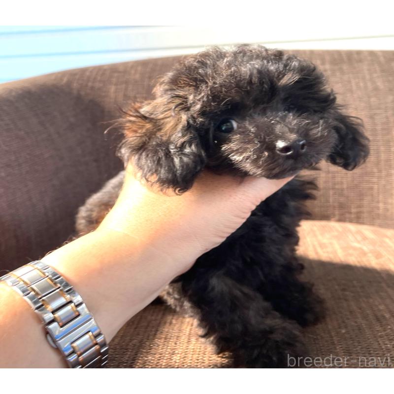 商談中の大阪府のティーカッププードル-414177の4枚目