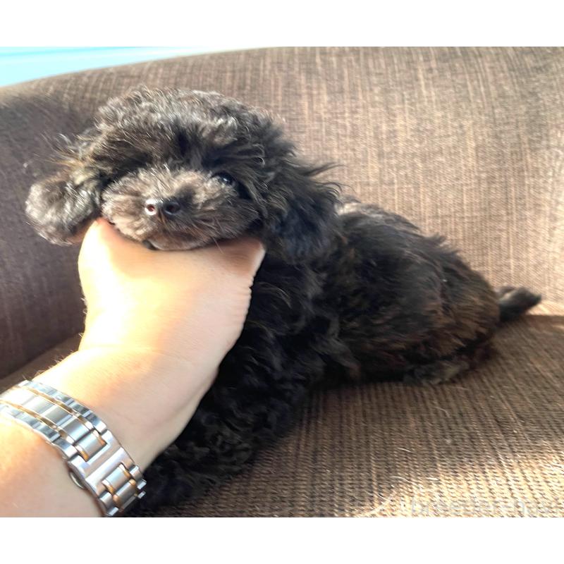 商談中の大阪府のティーカッププードル-414177の3枚目