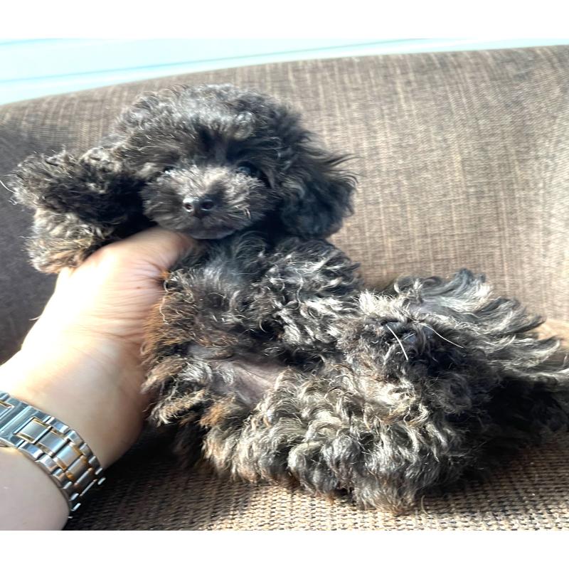 商談中の大阪府のティーカッププードル-414177の2枚目