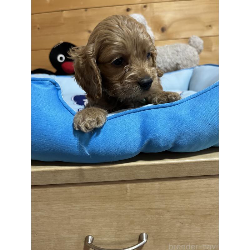 成約済の埼玉県のコッカプー:アメリカンコッカースパニエル×トイプードル-420370の6枚目